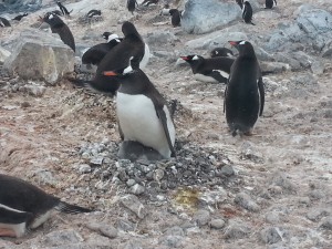 antarktis-pinguine-galerie-01