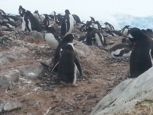 antarktis-pinguine-galerie-06