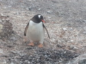 antarktis-pinguine-galerie-07