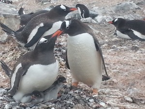 antarktis-pinguine-galerie-15